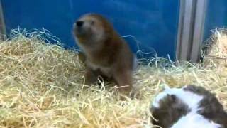 Baby Shikoku (Japanese Husky) Dogs Playing