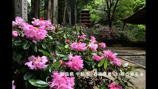 奈良県 宇陀市　石楠花美しい雨の室生寺　写真紀行　2023