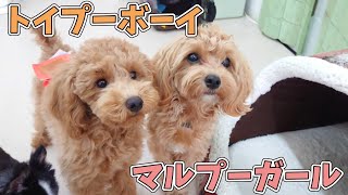 トイプーボーイとマルプーガール　🐶ひみつきちなう！#1🐶  (チワワ トイプードル マルプー ビションフリーゼ マルチーズ) 2021年3月11日