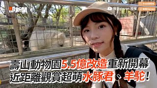 壽山動物園5.5億改造重新開幕　近距觀賞水豚君、羊駝｜旅遊｜野生動物｜高雄