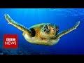 Warmer seas 'turning turtles female' - BBC News