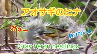 アオサギのヒナ　Gray heron nestlings　#grayheron #littleegret #nightheron #三宝寺池