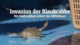 Invasion der Blaukrabbe: Wie ein Eindringling das Mittelmeer erobert | SPIEGEL TV für ARTE Re: