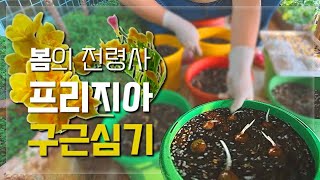 봄의전령사 프리지아 구근심기/베란다정원에서 프리지아 키우기