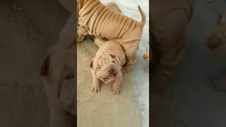 😳wait for end🐶#dog #short #shortsfeed #trending #viral #animals #subscribe 🙏🙏