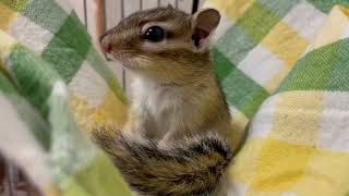 まったりするシマリス ロン　Chipmunk Ron Chills Out