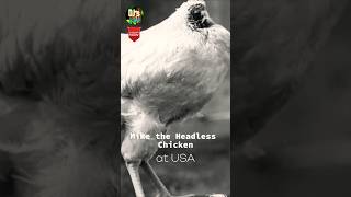 தலை இல்லாமல் உயிர் வாழ்ந்த கோழி - #Mike the #Headless #Chicken #trending #usa