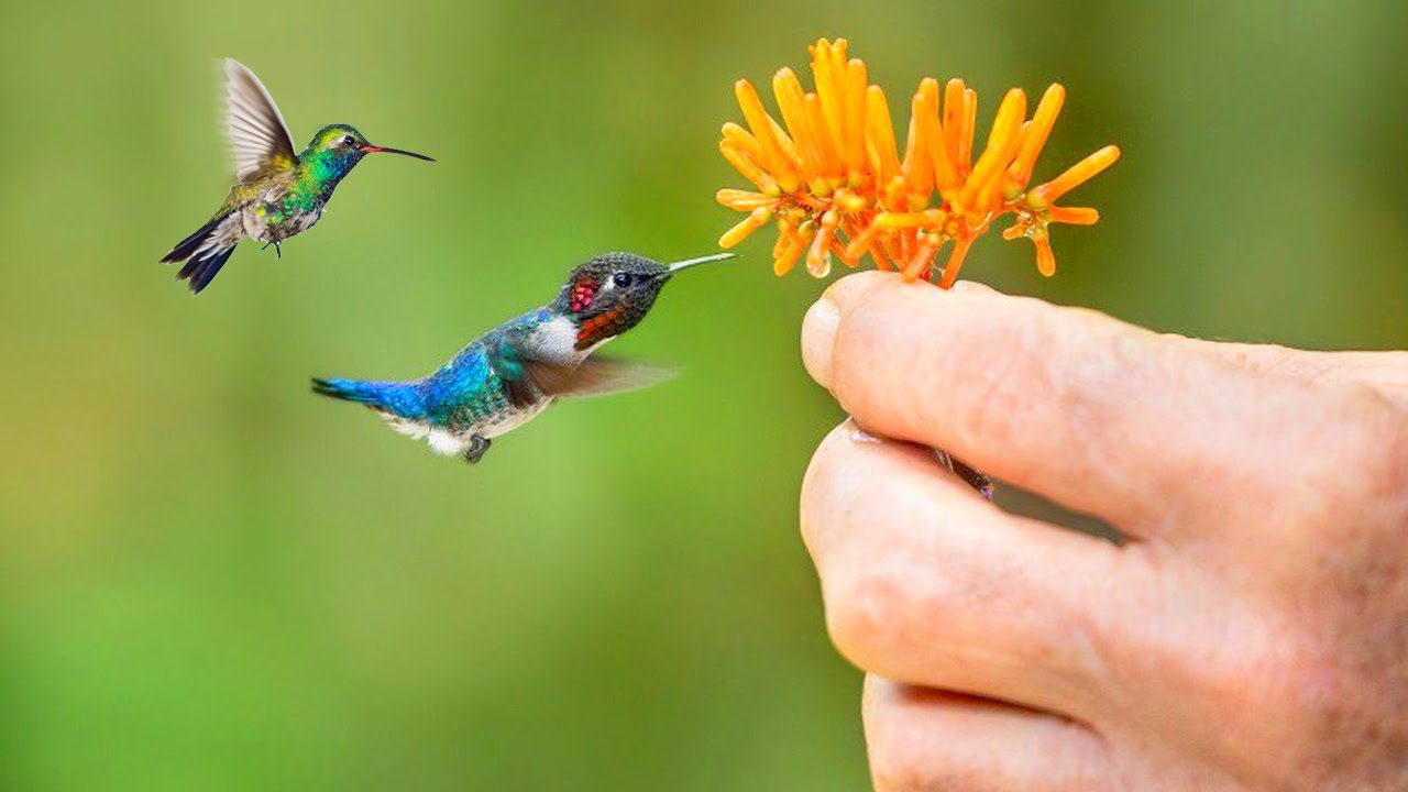 Worlds Smallest Bird Egg