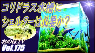 コリドラスが大好きなシェルター(隠れ家)を撤去してみたところ・・・！？ #175