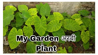 How to harvest Arbi || how to harvest Taro leaves || Arbi leaves harvest