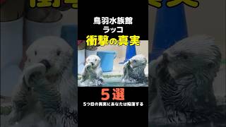 鳥羽水族館ラッコ🦦衝撃の真実 #鳥羽水族館 #ラッコ #seaotter