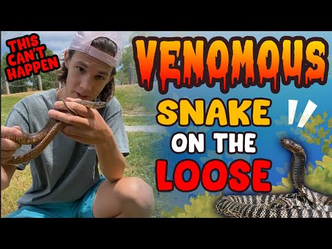 TikTok Stars VENOMOUS Reptile Escapes! NEVER REPORTS IT! - YouTube