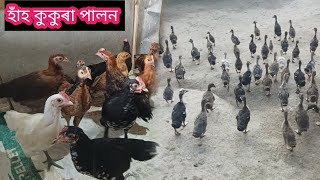 হাঁহ কুকুৰা পালন ভিডিও hah kukura palon video