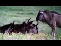 【恐怖の捕食映像】ハイエナに生きたまま食べられて皮だけになったヌーの映像