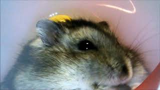 ハム食…回し車でヒマ種ご堪能…20200629（A hamster is eating sunflower seeds on a spinning wheel…）