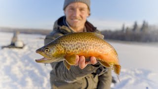 Ice fishing Tigers \u0026 Brown Trout - Alberta Canada