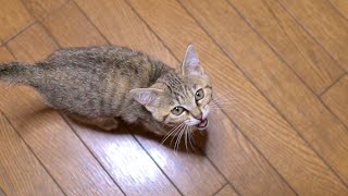 「おはよー！」目が覚めるとママにペラペラお喋りする子猫