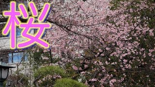 靖国神社に桜🌸を見に行くなら、市ヶ谷駅を降りて靖国通りを歩こう！！