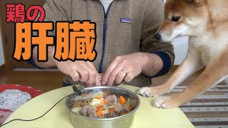 【お気に召しますでしょうか？】お初の鳥の肝臓を頂きます　柴犬小夏　ASMR