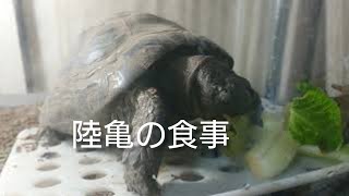 【亀の食事ラテン調】何を食べるのが一番