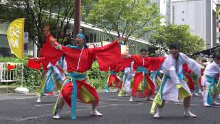 薩摩源氏蛍（どまつり2019・大津通パレード会場）