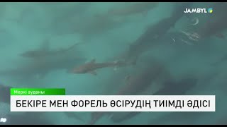 Бекіре мен форель өсірудің тиімді әдісі