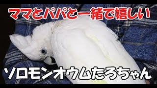 ママとパパと一緒で嬉しいソロモンオウムたろちゃん　Happy Cockatoo with Mama and Papa