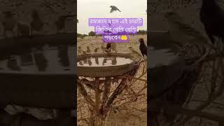 viralvideo # রমজান মাসে কোন চারটি আমল বেশি বেশি  করবেন