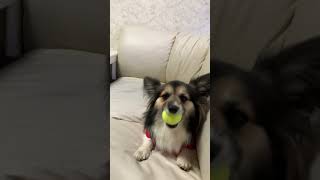 【パピヨンとコーギーのミックス犬】ボールキャッチが上手い犬　[Papillon and Corgi mix dog] A dog that is good at catching balls