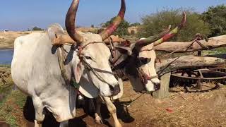 Ox-drawn Water Wheel in Rural Rajasthan, India