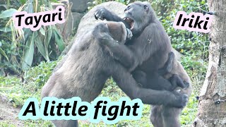 Gorilla sisters Iriki and Tayari was playing to become a little fight /姊妹 Iriki 跟 Tayari由玩耍變成小打架