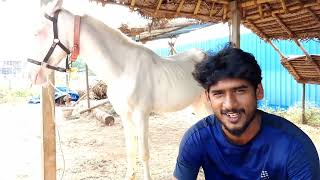 குதிரை வளர்ப்பு கலை களபயிற்சி அனுபவ பகிர்வு - #Horsemanship_Training_experience @SaveNativeHorses