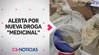 ALERTAN PRESENCIA DE "KRATOM", la nueva droga “medicinal” que está prohibida en Chile