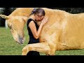 The Horse Hugged His 'Mom' So Gentle, But Suddenly He Realized Something Wrong With 'Mom''s Belly...