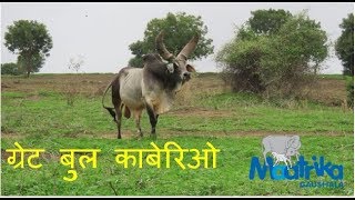 ग्रेट बुल काबेरिओ | Great Kankrej Bull - Kaberio