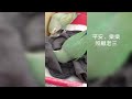 危險 鸚鵡寶寶被衛生紙纏住腳差點截肢 鸚鵡 babybird peachfaced 動物醫院 lovedbird＃parrot birdsong lovebirdsounds 吉利家族