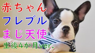 生後４ヵ月！フレンチブルドッグのパピーが仲良しボストンテリアといろんなことに挑戦してみた！