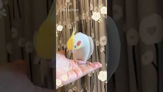 オカメインコのぴっこちゃんが歌う幸せなら手をたたこうピッピッ🐥💕