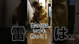 突然の雷⚡️…もうじき12歳犬の、抱っこ！#カミナリ #抱っこ #柴犬 #柴犬のいる暮らし #柴犬の日常 #力丸