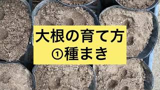 家庭菜園　大根の育て方　①種まき