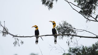 A Lesson in Love: The Great Hornbill Charms a Mate