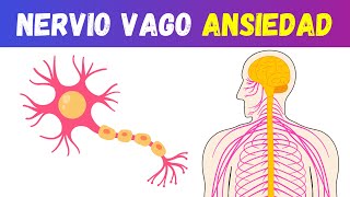 10 ACTIVIDADES para Activar el NERVIO VAGO y CALMAR la ANSIEDAD