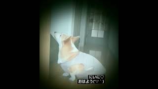 待ち構えてお兄ちゃんに朝のご挨拶と甘え声🤍#コーギー#犬