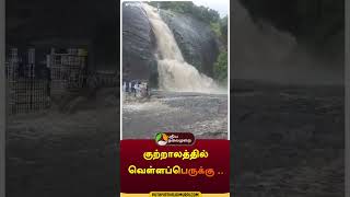 குற்றாலத்தில் வெள்ளப்பெருக்கு .. | #shorts | #kutralam | #tenkasi | #puthiyathalaimuraitv