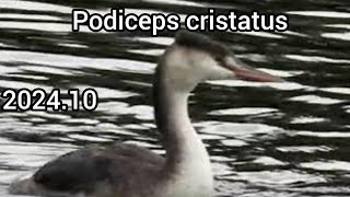 Great crested grebe, Common pochard (Pochard) | Water birds and ducks in the park