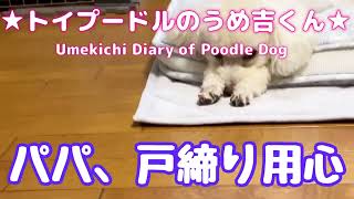 パパ、戸締り用心 ★トイプードルのうめ吉くん（715日目)★Umekichi Diary of Poodle Dog