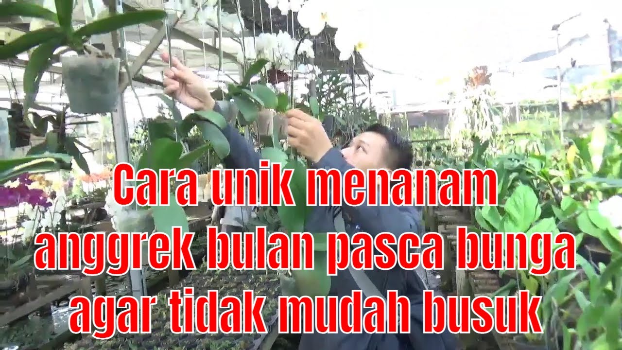 Ide Kreatif : Cara Unik Menanam Anggrek Bulan Pasca Bunga Agar Tidak ...