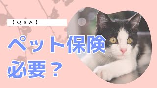 【猫ちゃんにペット保険は必要ですか？】ファイナンシャルプランナーでもあるキャットシッターが解説します！