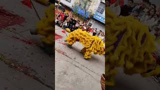 2024年春節舞獅，這隻獅子喝多了廣西公事包，咩了2024 Spring Festival lion dance,this lion drank too much, Guangxi briefcase