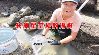 140斤猪血撒紫衫龙王坑，引来长满星空顶的真鲷，斑斑点点好漂亮